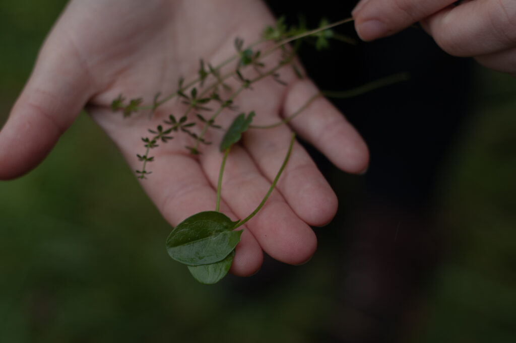 Wildkräuter auf einer Hand